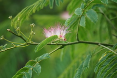 Albizia julibrissin