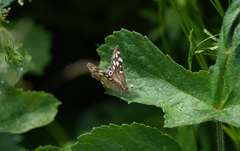 Pararge aegeria