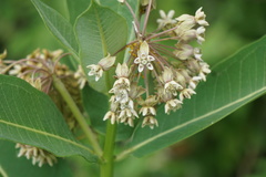 Asclepias syriaca