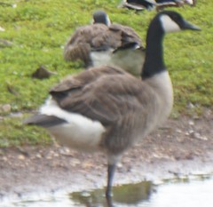 Branta canadensis