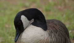 Branta canadensis