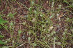 Plantago aristata
