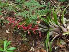 Tillandsia gymnobotrya