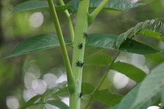 Lycorma delicatula