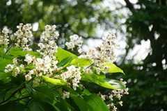 Catalpa