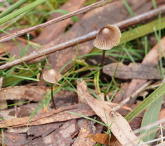 Mycena albidofusca