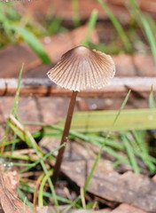 Mycena albidofusca