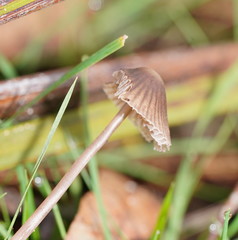Mycena albidofusca