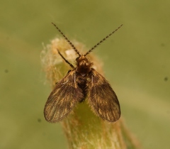Trichomyia urbica