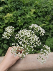 Valeriana officinalis