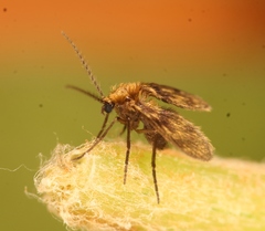Trichomyia urbica