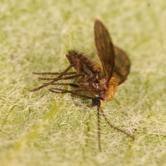 Trichomyia urbica