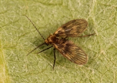Trichomyia urbica