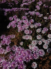 Phiambolia