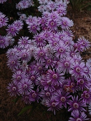 Phiambolia