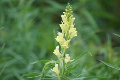 Linaria vulgaris