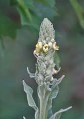 Verbascum thapsus