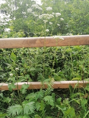 Valeriana officinalis