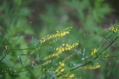 Melilotus officinalis