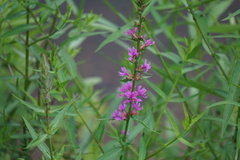 Lythrum salicaria