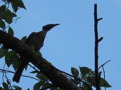 Philemon buceroides yorki