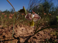 Gladiolus watermeyeri