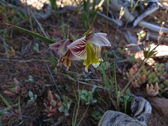 Gladiolus watermeyeri