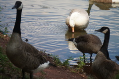 Anser anser domesticus