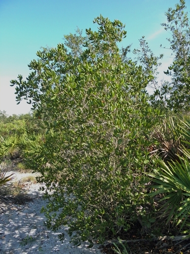 Florida scrub oak