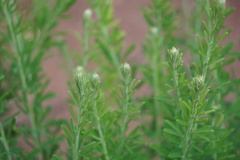 Lespedeza cuneata