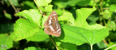 Limenitis homeyeri