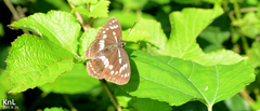 Limenitis homeyeri