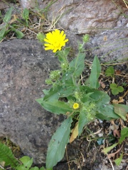 Hieracium amplexicaule