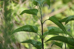 Eupatorium serotinum