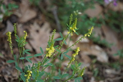 Melilotus officinalis