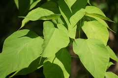 Catalpa