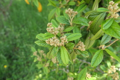 Cotoneaster salicifolius