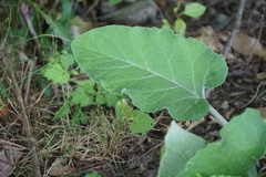 Arctium minus