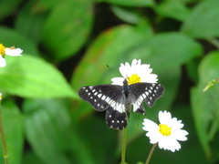 Catasticta flisa flisa