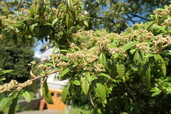 Cotoneaster salicifolius