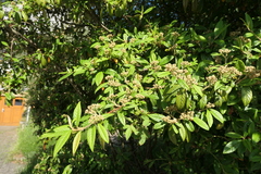 Cotoneaster salicifolius