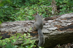 Sciurus carolinensis