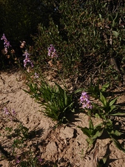 Cyanella orchidiformis