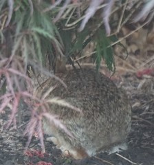 Sylvilagus floridanus