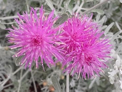 Centaurea cineraria cineraria