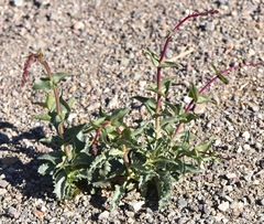 Penstemon bicolor roseus