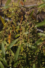 Catha edulis