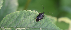 Deraeocoris ater