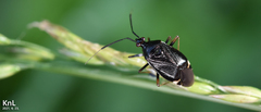 Deraeocoris ater