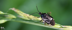 Deraeocoris ater